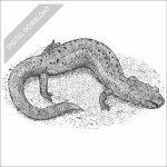 Spring Salamander black and white stock art drawing