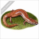 Spring Salamander stock art drawing