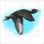 Surf Scoter illustration
