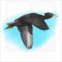 Surf Scoter illustration