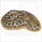 Western Fox Snake illustration