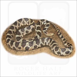 Western Fox Snake illustration