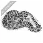 Western Fox Snake black and white stock art image