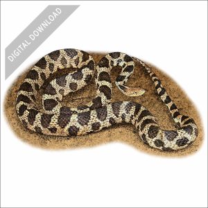 Western Fox Snake stock art image