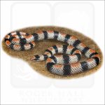Western Ground Snake illustration