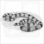 Western Ground Snake black and white drawing