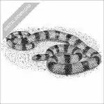 Western Ground Snake black and white stock art drawing