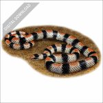 Western Ground Snake stock art drawing