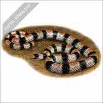 Western Ground Snake stock art drawing