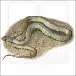 Western Yellow-Bellied Racer illustration