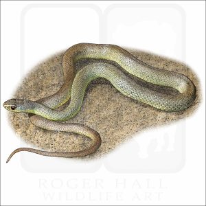 Western Yellow-Bellied Racer illustration