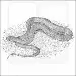 Western Yellow-Bellied Racer black and white illustration