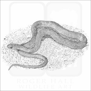 Western Yellow-Bellied Racer black and white illustration