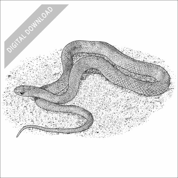 Western Yellow-Bellied Racer black and white stock art drawing