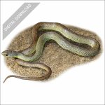 Western Yellow-Bellied Racer stock art drawing