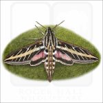White-Lined Sphinx Moth drawing
