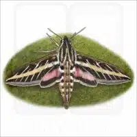 White-Lined Sphinx Moth drawing