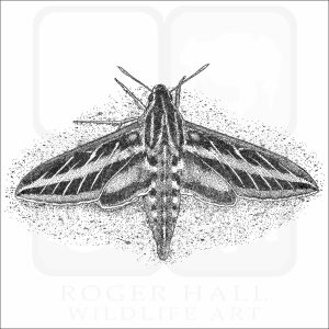 White-Lined Sphinx Moth black and white drawing