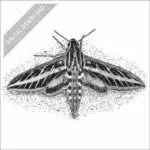 White-Lined Sphinx Moth black and white stock art drawing