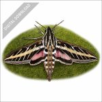 White-Lined Sphinx Moth stock art drawing