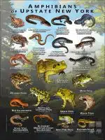 Poster design featuring various species of the amphibians of Upstate New York