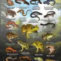 Poster design featuring various species of the amphibians of Upstate New York