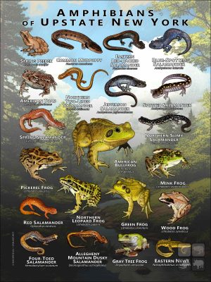 Poster design featuring various species of the amphibians of Upstate New York