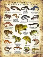 Poster design featuring various species of the amphibians of Upstate New York