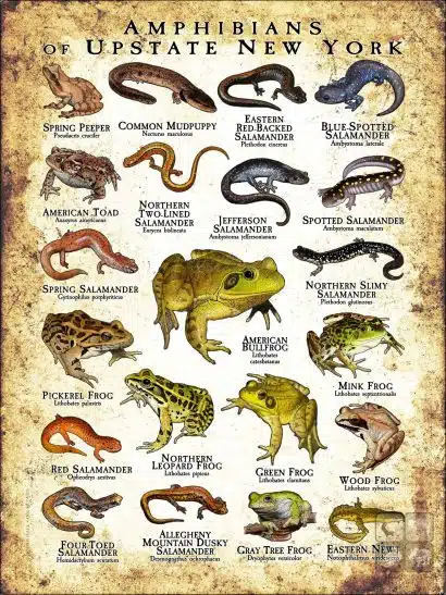 Poster design featuring various species of the amphibians of Upstate New York
