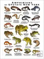 Poster design featuring various species of the amphibians of Upstate New York