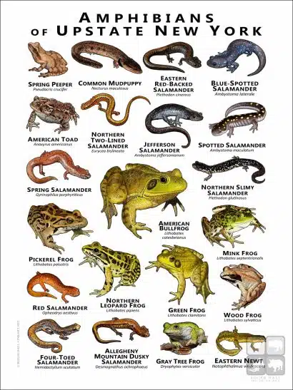 Poster design featuring various species of the amphibians of Upstate New York