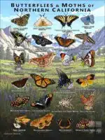 Butterflies & Moths of Northern California poster print