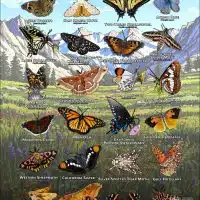 Butterflies & Moths of Northern California poster print