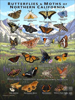 Butterflies & Moths of Northern California poster print