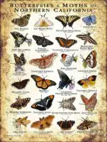 Butterflies & Moths of Northern California poster print