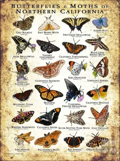 Butterflies & Moths of Northern California poster print