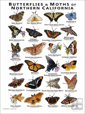 Butterflies & Moths of Northern California poster print