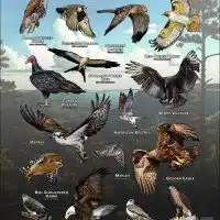 Diurnal Raptors of Alabama poster print