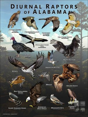 Diurnal Raptors of Alabama poster print