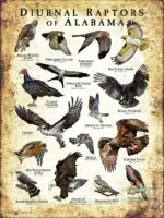 Diurnal Raptors of Alabama poster print