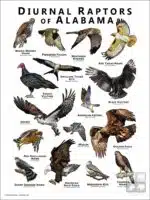 Diurnal Raptors of Alabama poster print