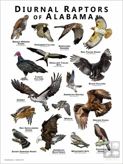 Diurnal Raptors of Alabama poster print
