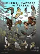 Diurnal Raptors of Alaska poster print