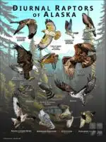 Diurnal Raptors of Alaska poster print