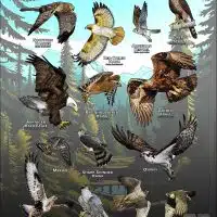 Diurnal Raptors of Alaska poster print