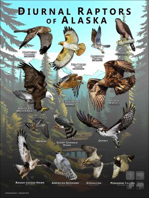 Diurnal Raptors of Alaska poster print