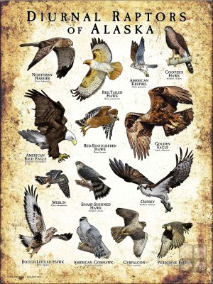 Diurnal Raptors of Alaska poster print