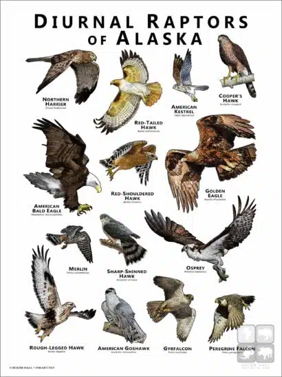Diurnal Raptors of Alaska poster print