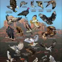 Diurnal Raptors of Arizona poster print