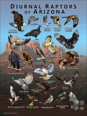 Diurnal Raptors of Arizona poster print
